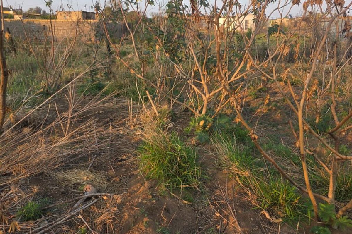A view of an undeveloped residential plot featuring overgrown vegetation and dry soil, enclosed by a perimeter boundary wall.