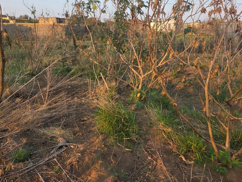 A view of an undeveloped residential plot featuring overgrown vegetation and dry soil, enclosed by a perimeter boundary wall.