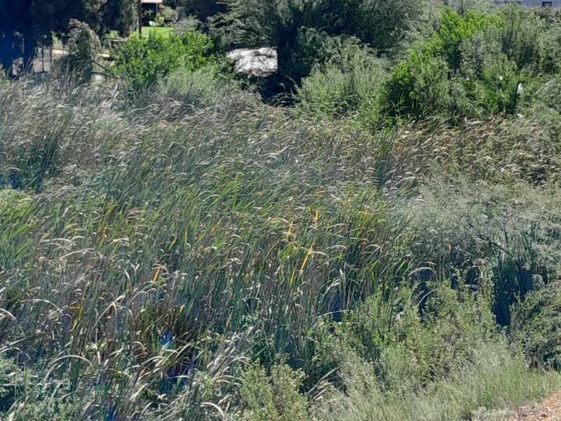 A view of the natural landscape featuring dense reeds and mature trees on the residential property.