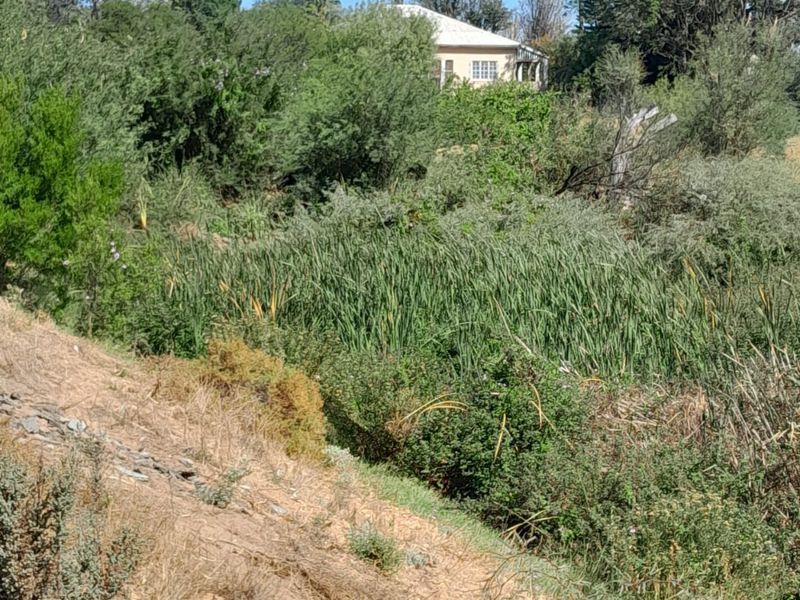 A view of a natural landscape featuring dense vegetation, reeds, and trees with a distant residential building visible in the background.