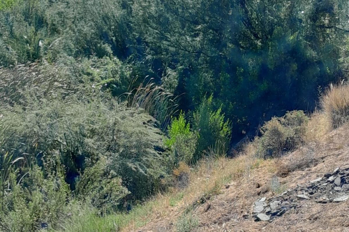 A view of the natural, sloped landscape featuring dense native vegetation and shrubs on the residential property.