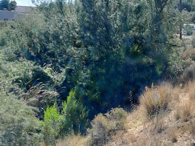 A view of the natural landscape and vegetation on the vacant residential property.