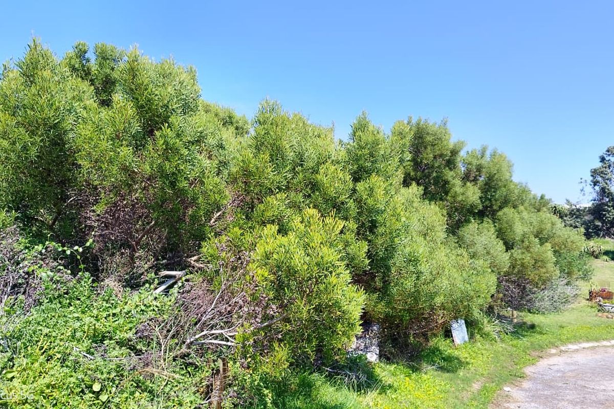 A view of a residential vacant land plot featuring established trees, dense shrubbery, and a grass lawn area.