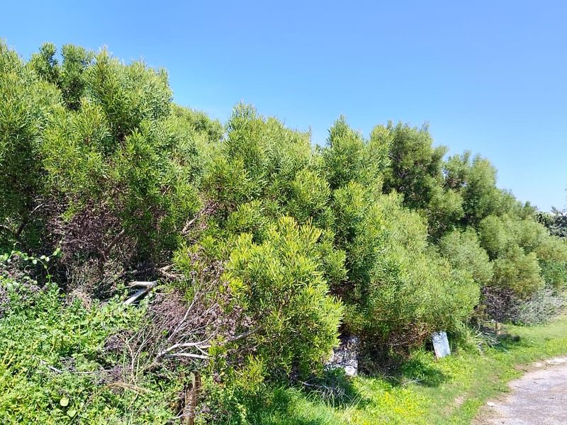 A view of a residential vacant land plot featuring established trees, dense shrubbery, and a grass lawn area.