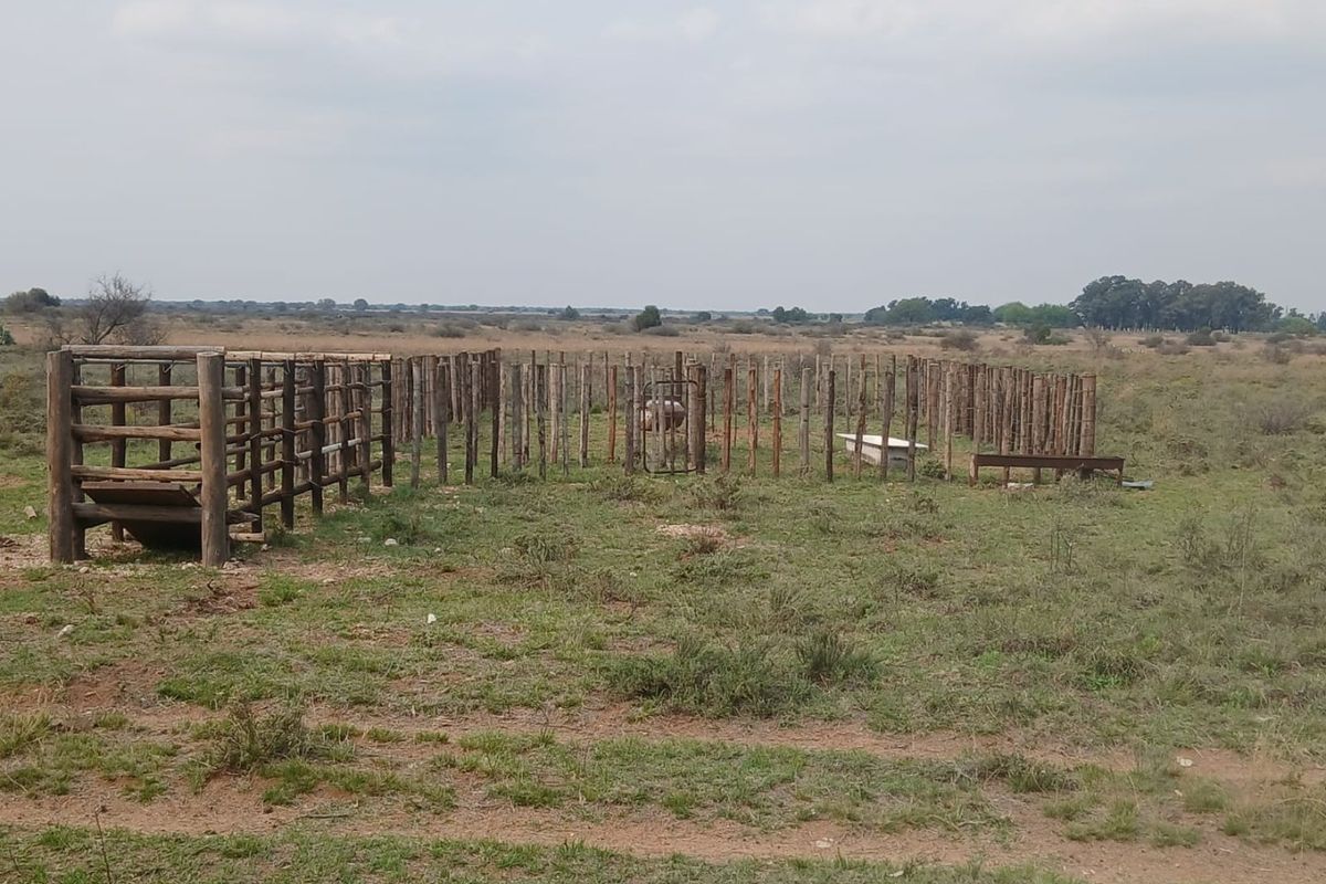 An outdoor livestock handling area featuring a wooden kraal and chute structure set within an open farm landscape.