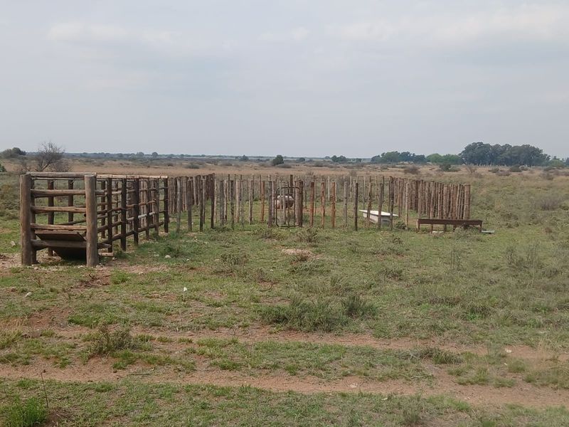 An outdoor livestock handling area featuring a wooden kraal and chute structure set within an open farm landscape.