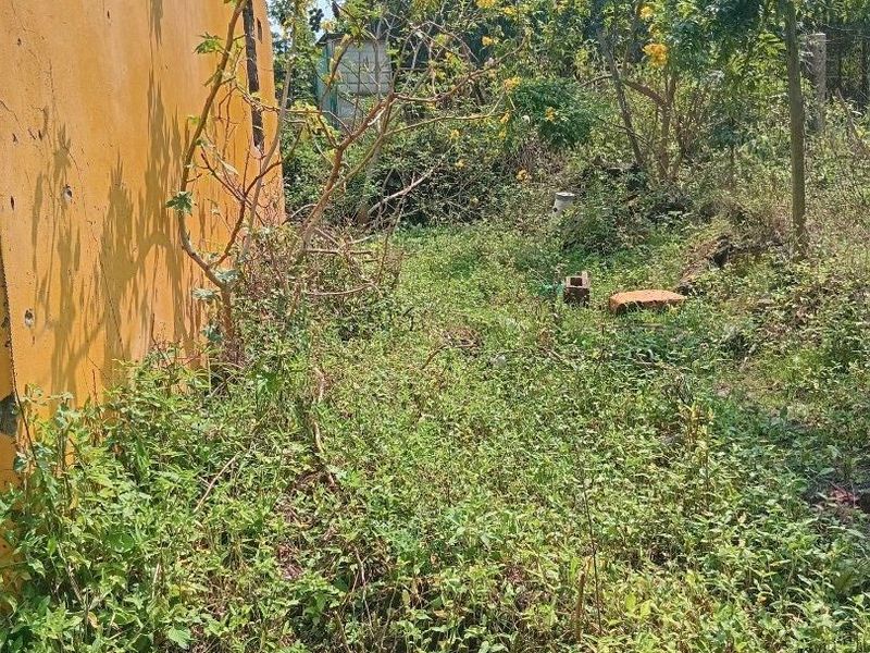 Rear exterior area of the property featuring an overgrown garden space and a weathered exterior wall requiring maintenance and landscaping.