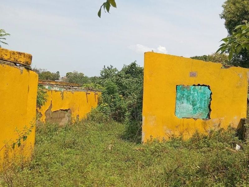 A derelict property site featuring crumbling yellow masonry walls and significant overgrowth, indicating a structure in a state of severe disrepair.