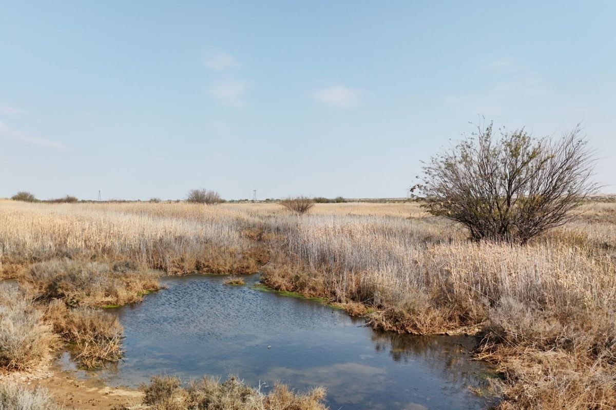A scenic view of the farm landscape featuring a natural water pond surrounded by native reeds and dry vegetation.
