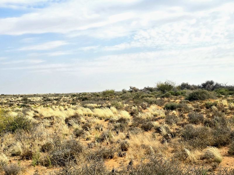 Expansive view of the natural farm landscape featuring indigenous dry grasses and scattered shrubs under a clear sky.