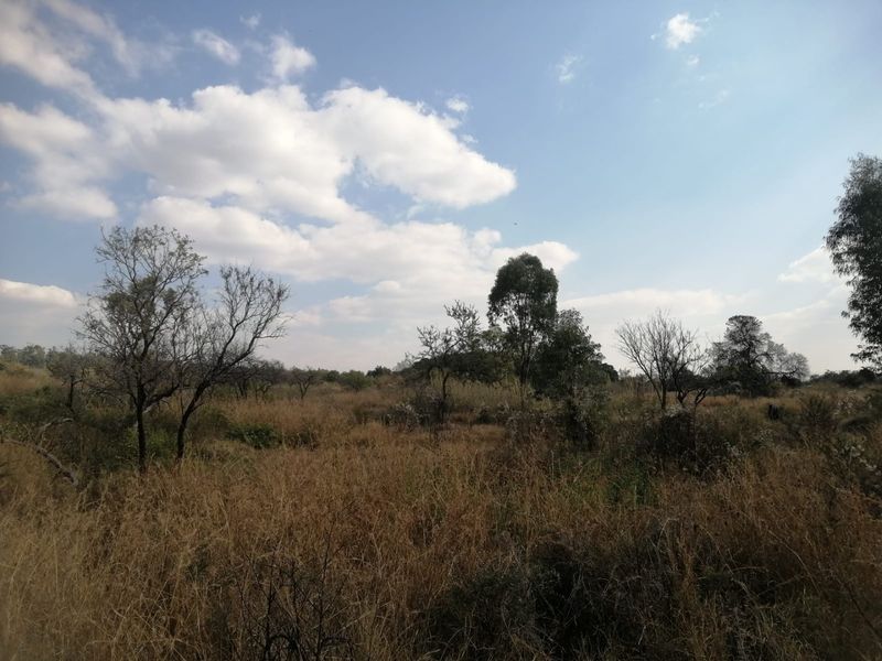 A view of a vacant residential plot featuring natural dry grass and scattered mature trees under a clear blue sky.