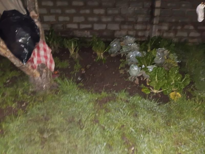 A small garden area featuring a brick boundary wall and planted vegetable patches, captured in low-light conditions.