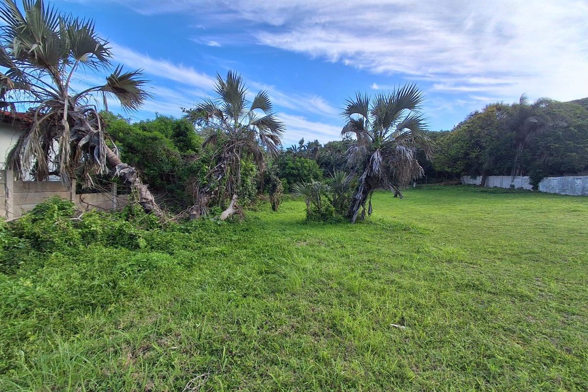 A spacious, grass-covered residential plot featuring mature palm trees and a perimeter boundary wall, offering a blank canvas for future development.