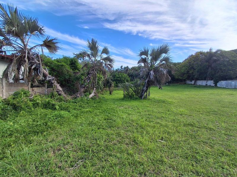 A spacious, grass-covered residential plot featuring mature palm trees and a perimeter boundary wall, offering a blank canvas for future development.