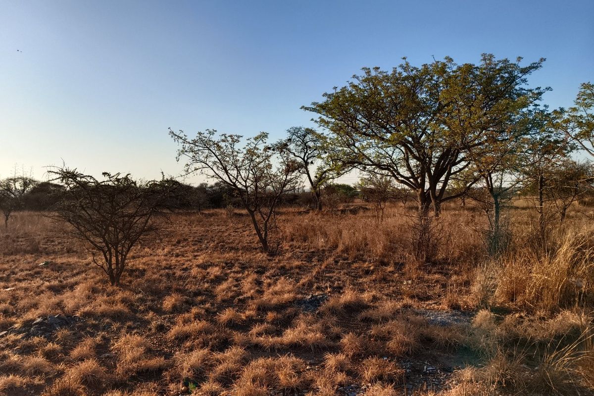 A view of a vacant residential plot featuring natural dry grass and mature indigenous trees under a clear blue sky.