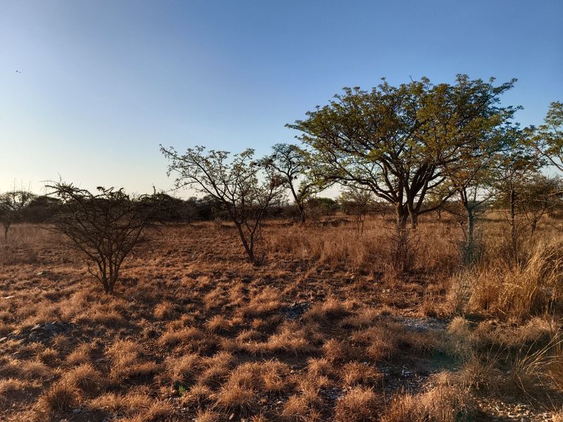 A view of a vacant residential plot featuring natural dry grass and mature indigenous trees under a clear blue sky.