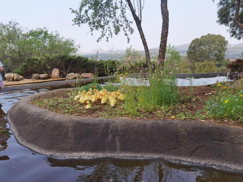 A naturalistic pond feature with concrete edging and a central landscaped island, set within a rural farm landscape.