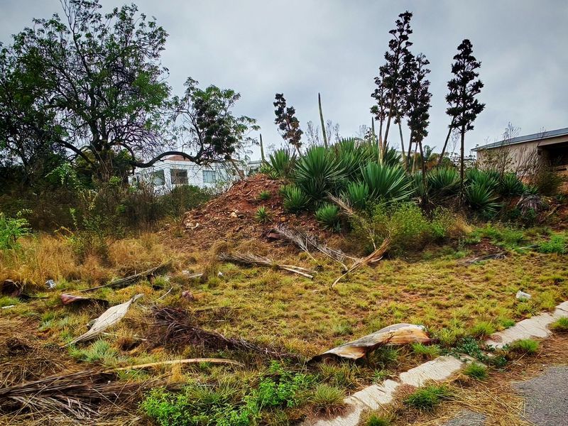 A vacant residential plot featuring uneven terrain, overgrown vegetation, and mature plants, bordered by a concrete curb.
