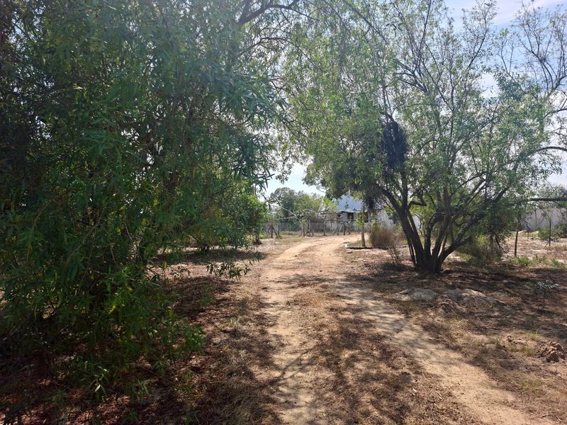 A view of a dirt driveway leading towards a property, surrounded by mature trees and natural vegetation.