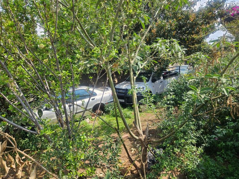 A view of a garden area with mature trees and vegetation, partially obstructed by foliage.