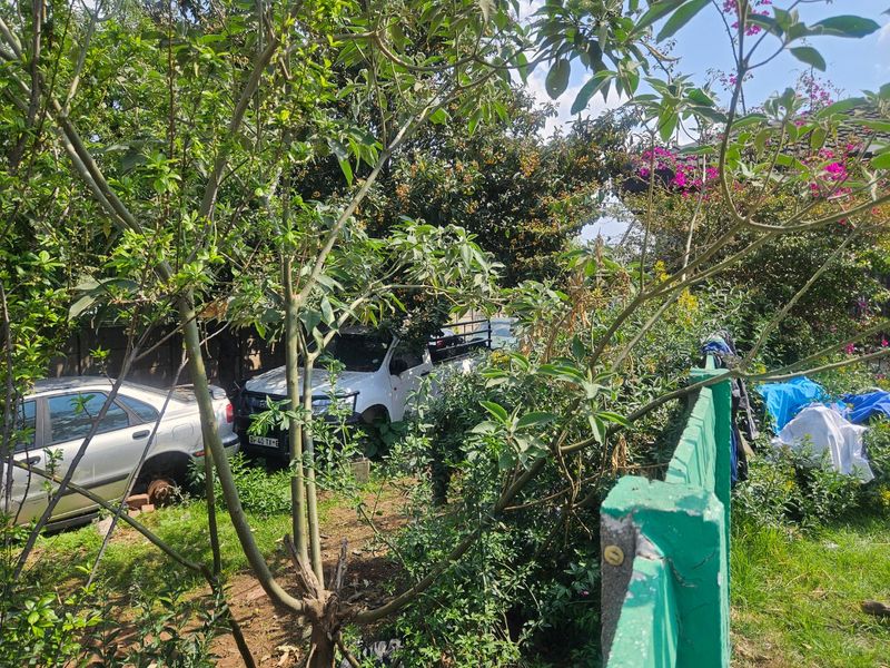 A view of an overgrown garden area with a boundary fence, featuring dense foliage and trees.