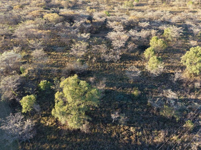 An aerial view of a natural, undeveloped landscape featuring native trees and dry vegetation.