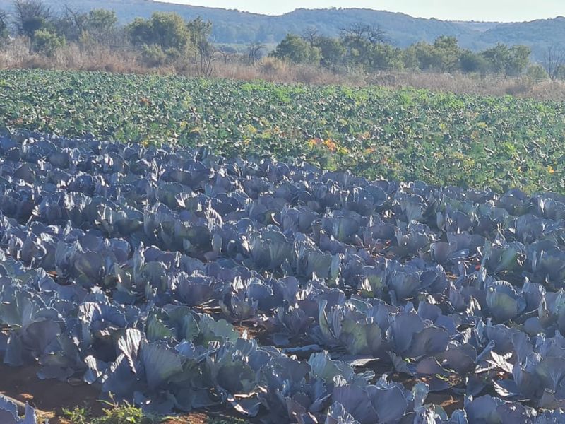 Expansive agricultural land featuring rows of cultivated crops and integrated irrigation infrastructure, set against a scenic rural landscape.