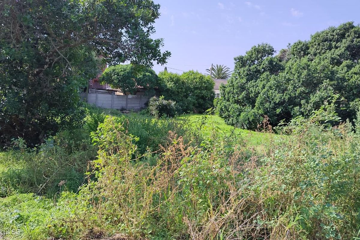 A view of a residential plot featuring mature trees and a boundary wall, currently covered in overgrown vegetation.