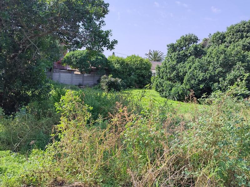 A view of a residential plot featuring mature trees and a boundary wall, currently covered in overgrown vegetation.