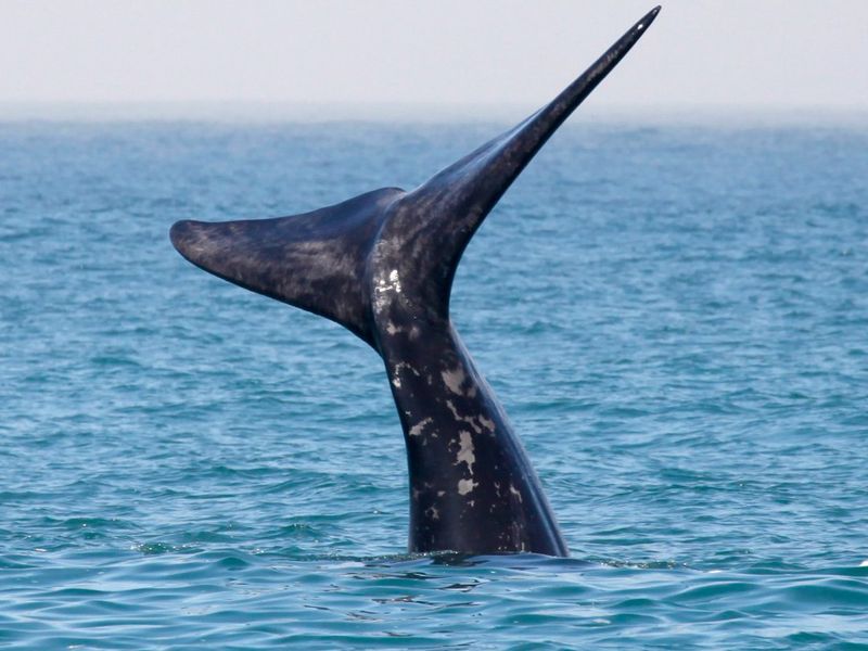 A photograph of a whale tail in the ocean, which is not relevant to the residential property audit.