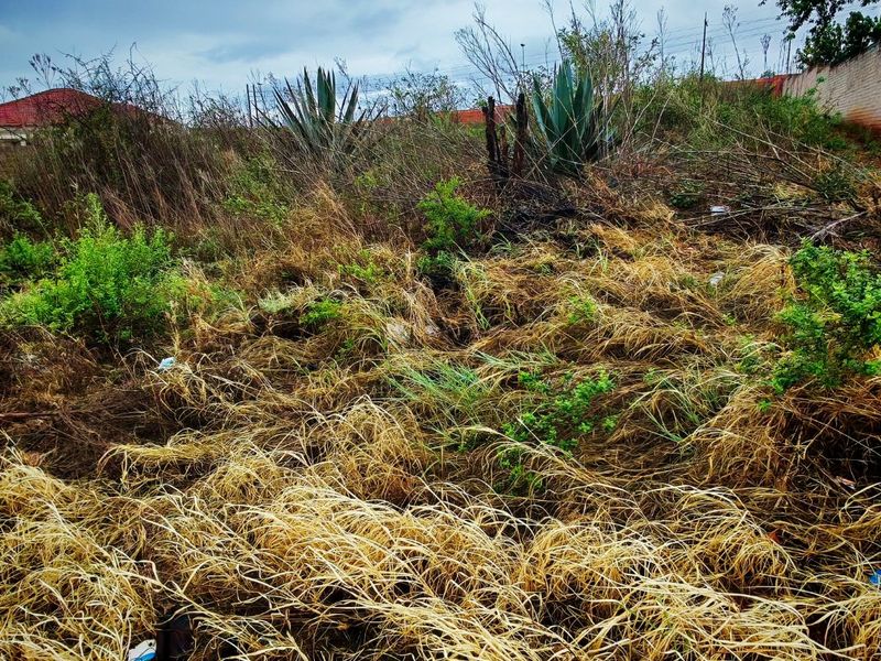 An undeveloped residential plot featuring overgrown wild vegetation and dry grass, enclosed by a partial boundary wall.