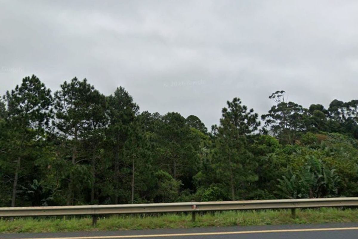 A street-level view of a vacant residential plot featuring dense mature trees and vegetation, bordered by a roadside metal guardrail.