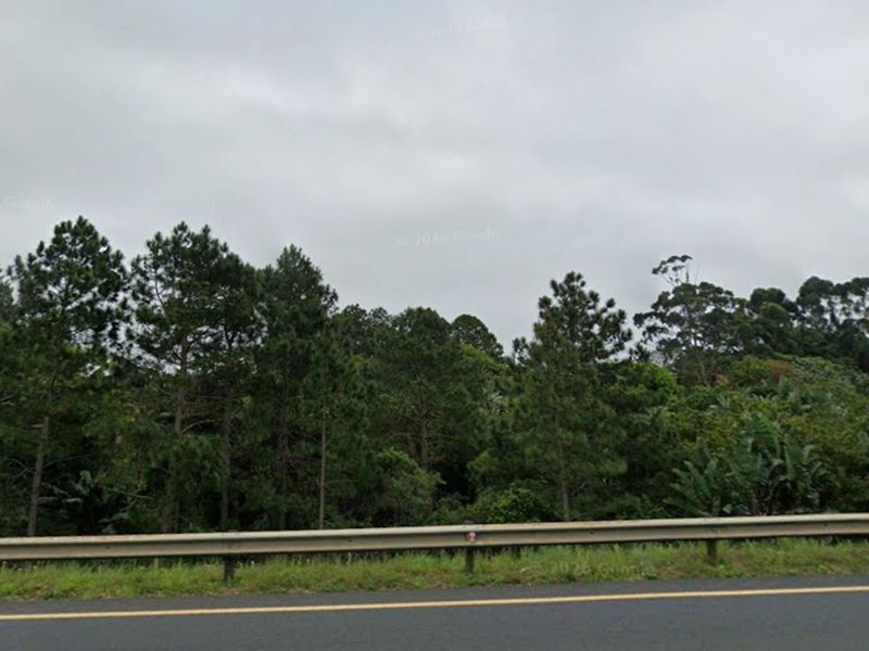 A street-level view of a vacant residential plot featuring dense mature trees and vegetation, bordered by a roadside metal guardrail.