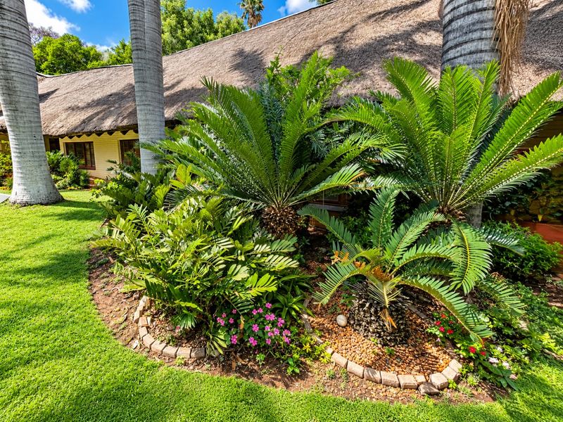 A well-maintained garden area featuring mature cycads and established landscaping, set against the backdrop of a traditional thatched roof house.