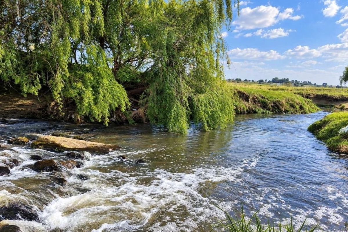 A scenic view of a flowing river on the farm, featuring natural vegetation and a large willow tree along the bank.