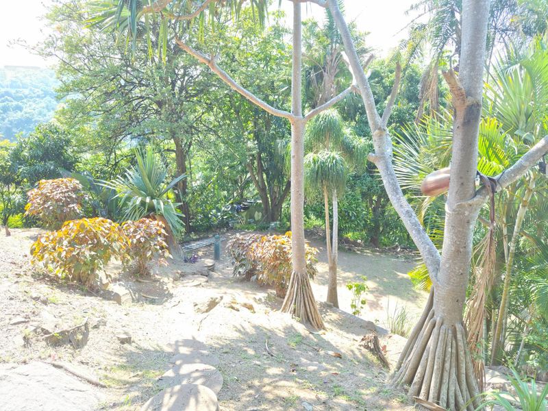 A lush, mature garden area featuring established trees, varied tropical foliage, and a natural stone pathway leading through the landscape.