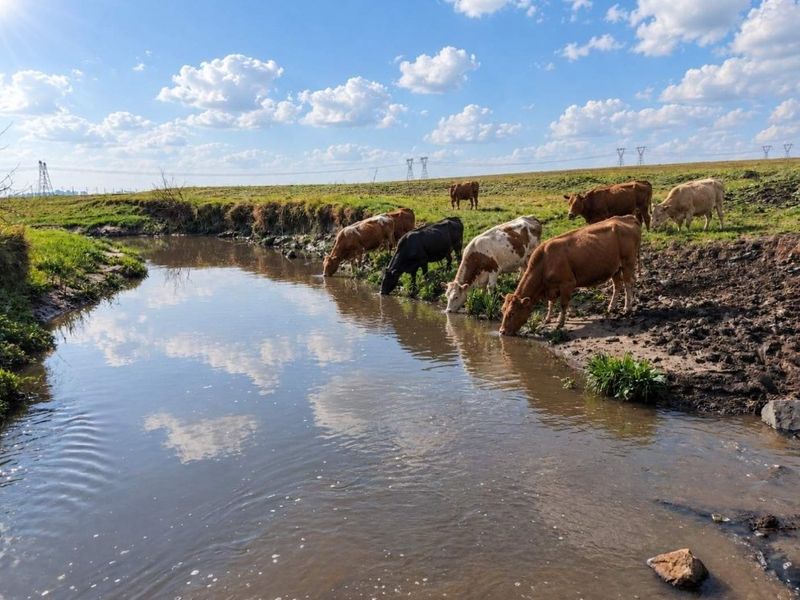 A view of the vacant residential land featuring a natural water stream and open grazing pasture.
