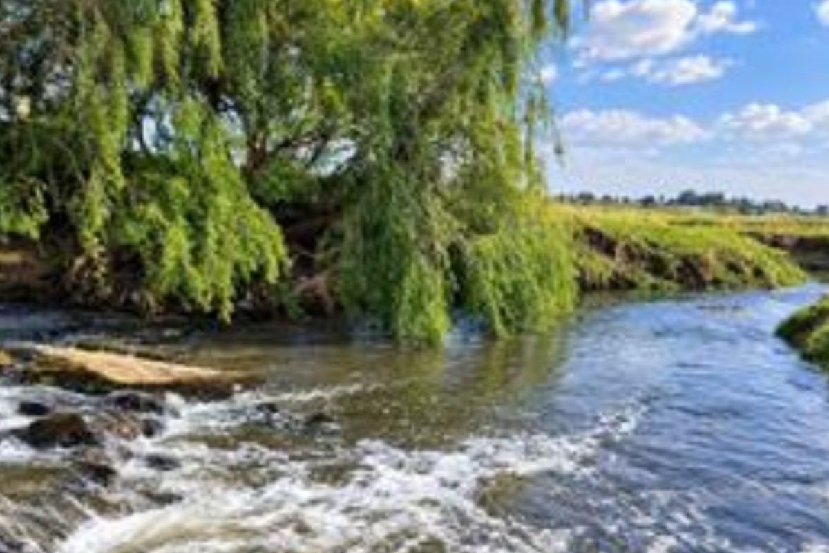 A scenic view of a natural stream flowing through the property, featuring mature willow trees and lush green banks.
