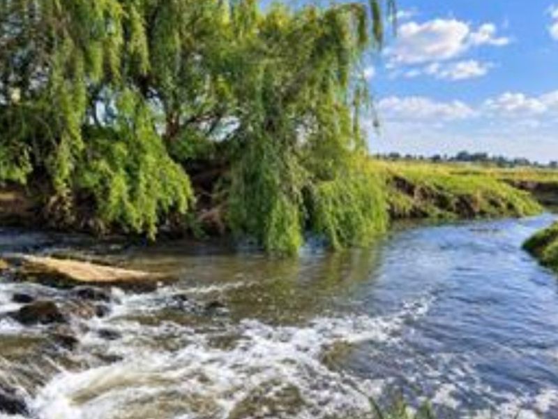 A scenic view of a natural stream flowing through the property, featuring mature willow trees and lush green banks.