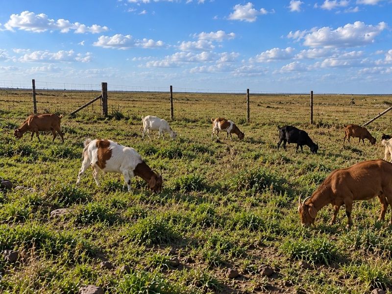 A wide, open residential land plot featuring natural grass terrain and perimeter wire mesh fencing with wooden posts.