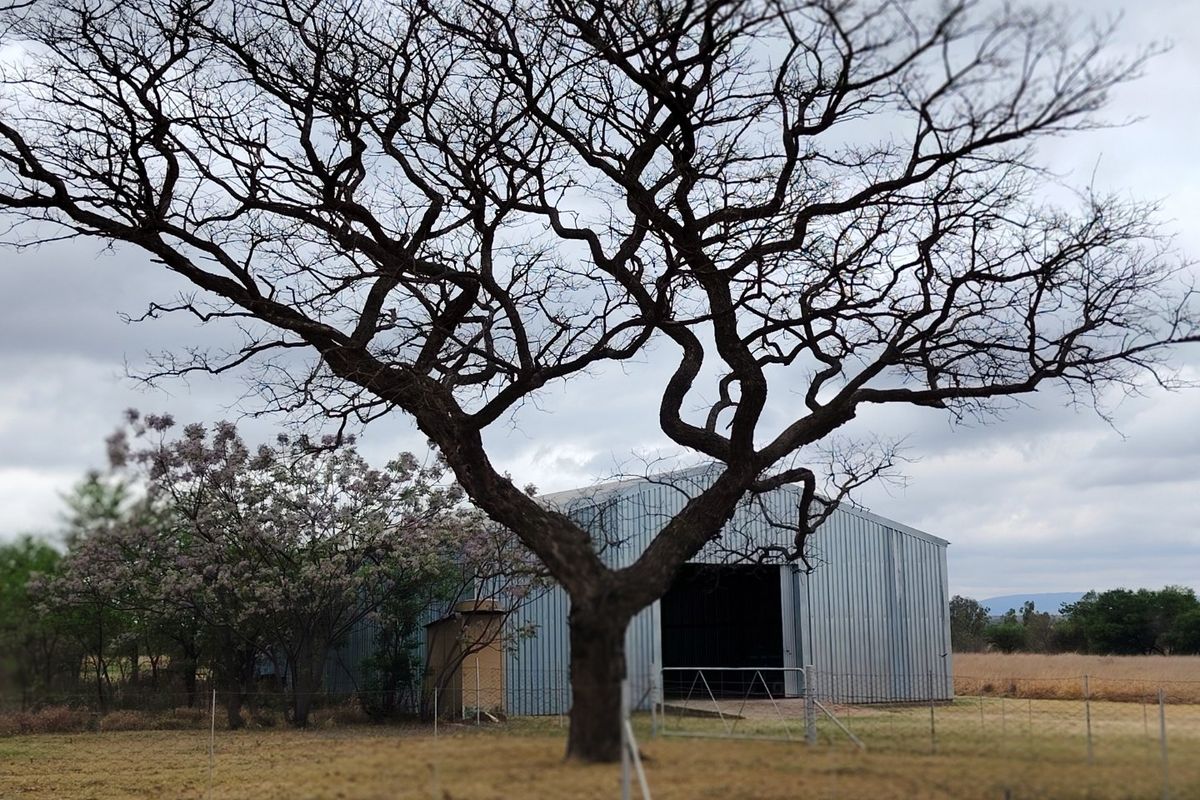 A view of a corrugated metal farm shed situated on the property, framed by a large mature tree and wire fencing.