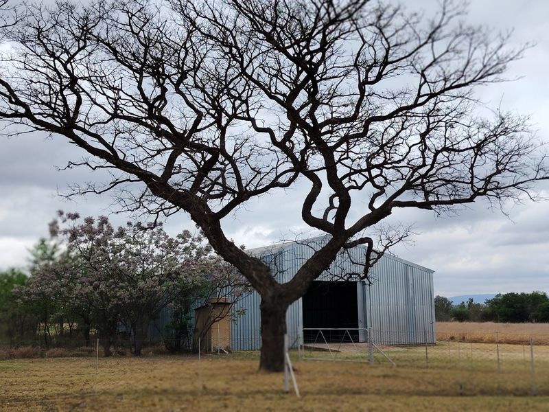 A view of a corrugated metal farm shed situated on the property, framed by a large mature tree and wire fencing.