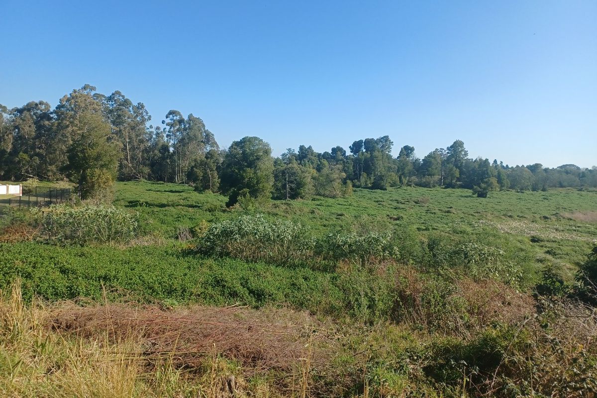 A wide-angle view of a vacant residential plot featuring natural vegetation and mature trees under a clear blue sky.