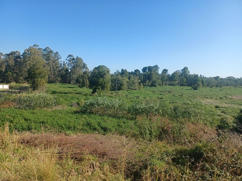 A wide-angle view of a vacant residential plot featuring natural vegetation and mature trees under a clear blue sky.