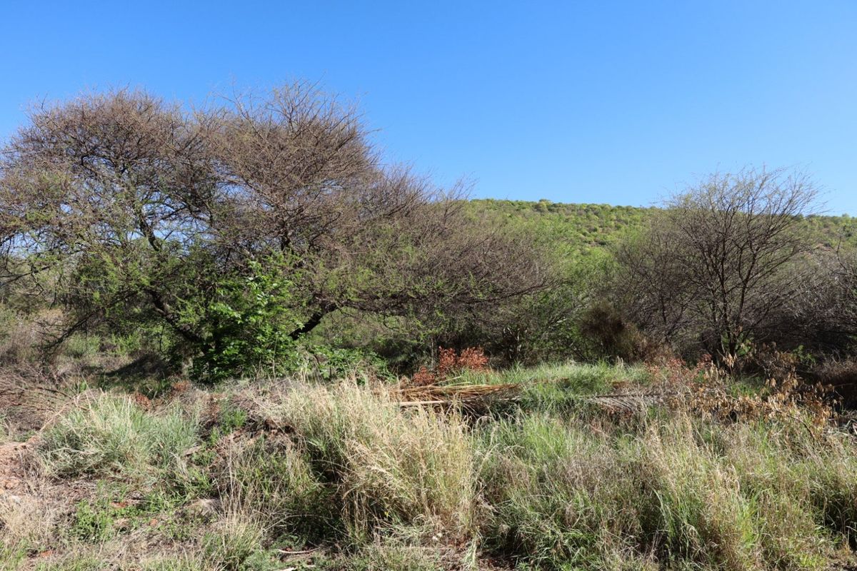 A view of the vacant residential land featuring natural vegetation and established trees against a hillside backdrop.