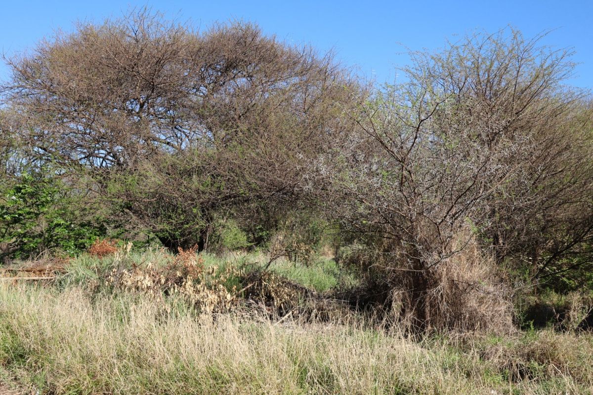A view of the vacant residential land featuring established native trees and wild grasses across the property.