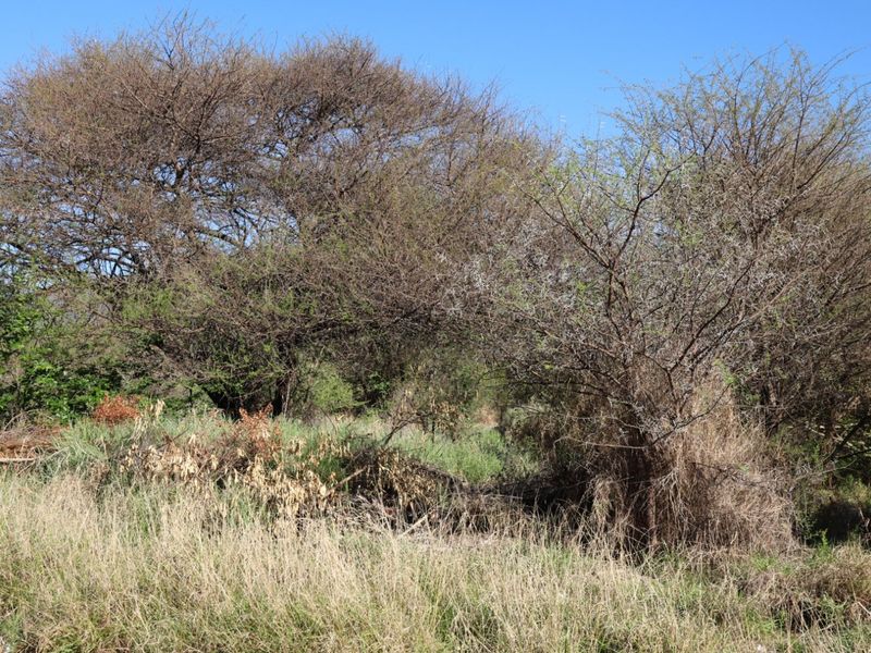 A view of the vacant residential land featuring established native trees and wild grasses across the property.