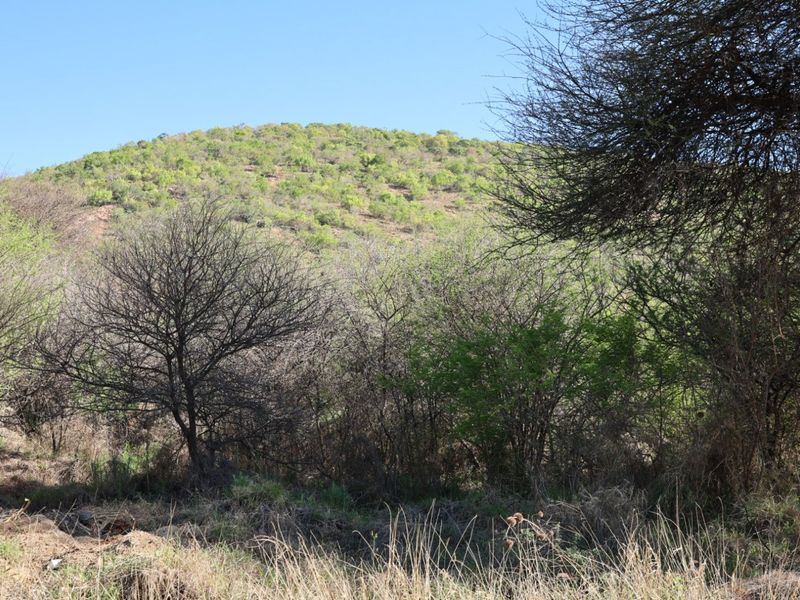 A scenic view of the natural hillside landscape featuring native trees and shrubs on the vacant residential property.