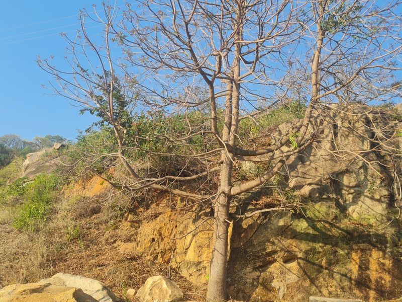 A view of the natural landscape featuring a rocky outcrop and mature trees on the residential land.