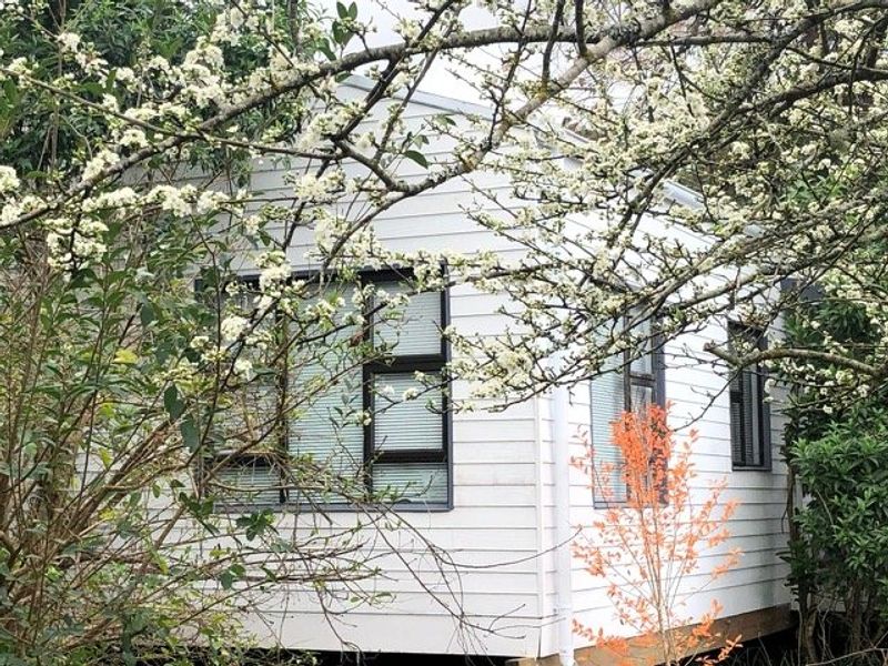 A view of the rear exterior of the house featuring white weatherboard cladding and dark aluminium framed windows, partially obscured by flowering trees.